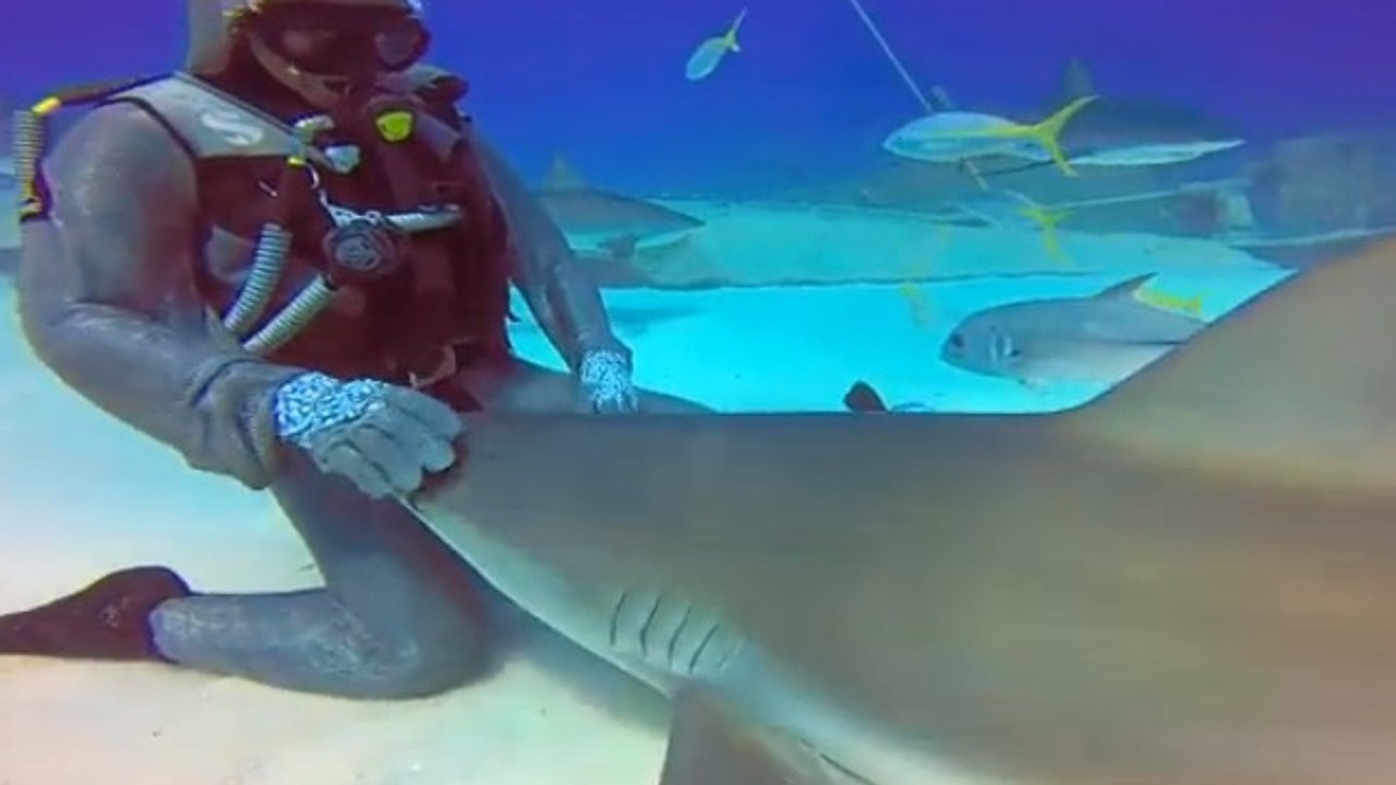 Ce requin n'est pas comme les autres. Il se comporte... comme un chien