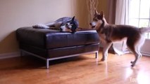 Découvrez l'adorable dialogue entre ces deux Huskys. Le contenu n'est pas triste