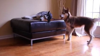 Découvrez l'adorable dialogue entre ces deux Huskys. Le contenu n'est pas triste