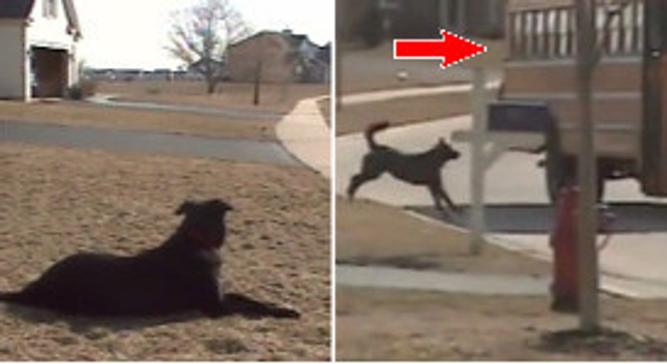 Tous les jours, ce chien attend la même chose. Mais de quoi s'agit-il ?