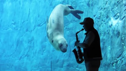 Ce léopard de mer est un vrai mélomane. Il aime surtout le jazz !