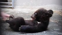 Cet adorable petit ourson noir d’Asie est très affectueux. Il va vous faire craquer