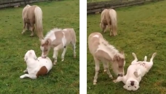 Ce chien et ce cheval sont devenus les meilleurs amis du monde. Leur complicité va vous émouvoir
