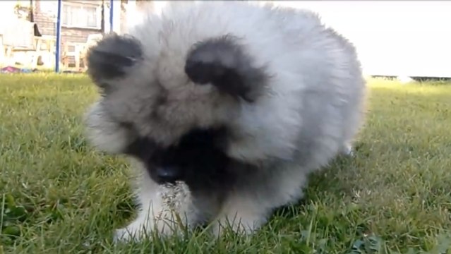 Ce chiot a découvert un intrus dans son jardin. Mais quoi ?