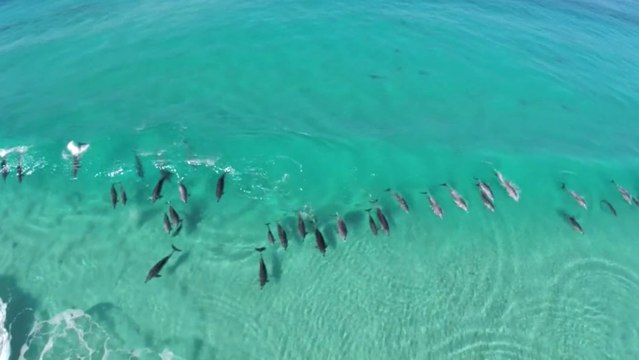 Les dauphins aussi aiment s'amuser dans les vagues. Et ils ne s'en privent pas