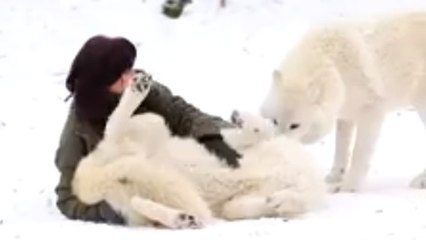Une femme joue avec des loups dans la neige. Leur complicité est touchante