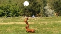 Ces teckels sont très joueurs. Et il n'est pas question qu'ils fassent tomber ce ballon