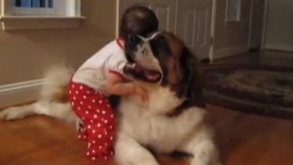 Une fillette fait ami-ami avec le chien de ses grands parents. Découvrez cet adorable moment de complicité
