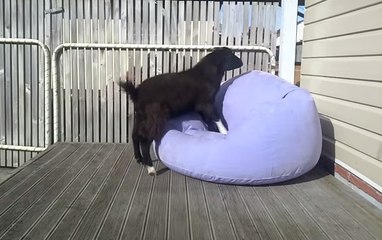 Cette chèvre rencontre un fauteuil gonflable. Sa réaction ne se fait pas attendre