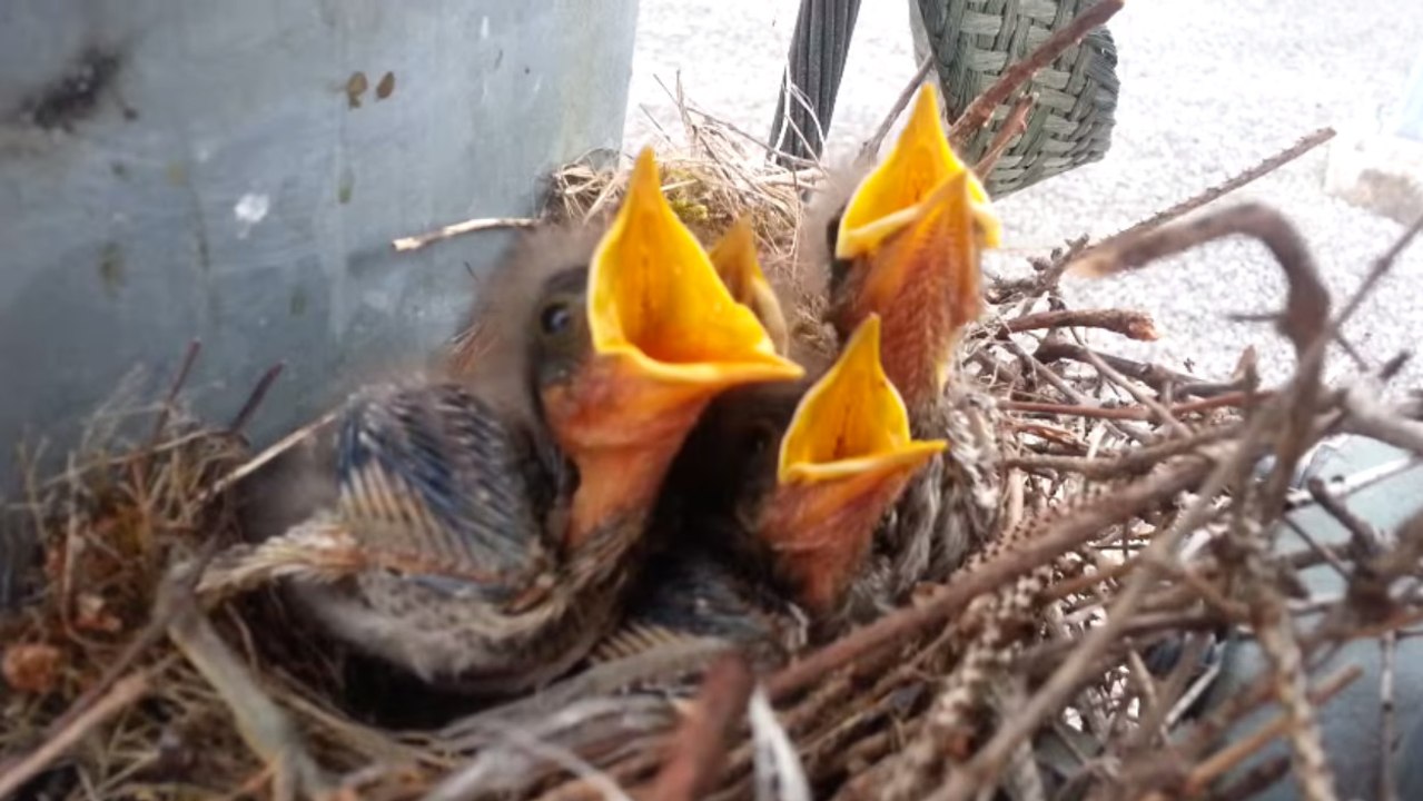Ces quatre oisillons ont été retrouvés dans un endroit totalement insolite. Mais lequel ?
