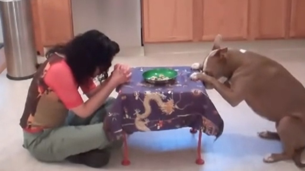 Ce chien n'est pas comme les autres. Il connait beaucoup de tours