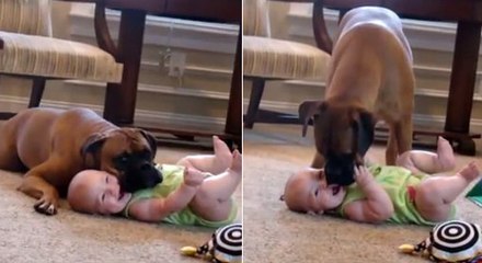 Ce chien est complètement gaga d'un bébé. Il va vous faire fondre