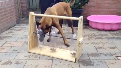 Ce chien est très intelligent. Il arrive à résoudre un casse-tête pour récupérer des friandises