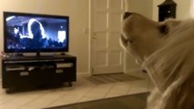 Un chien fait ses vocalises devant la télévision. Découvrez son adorable performance