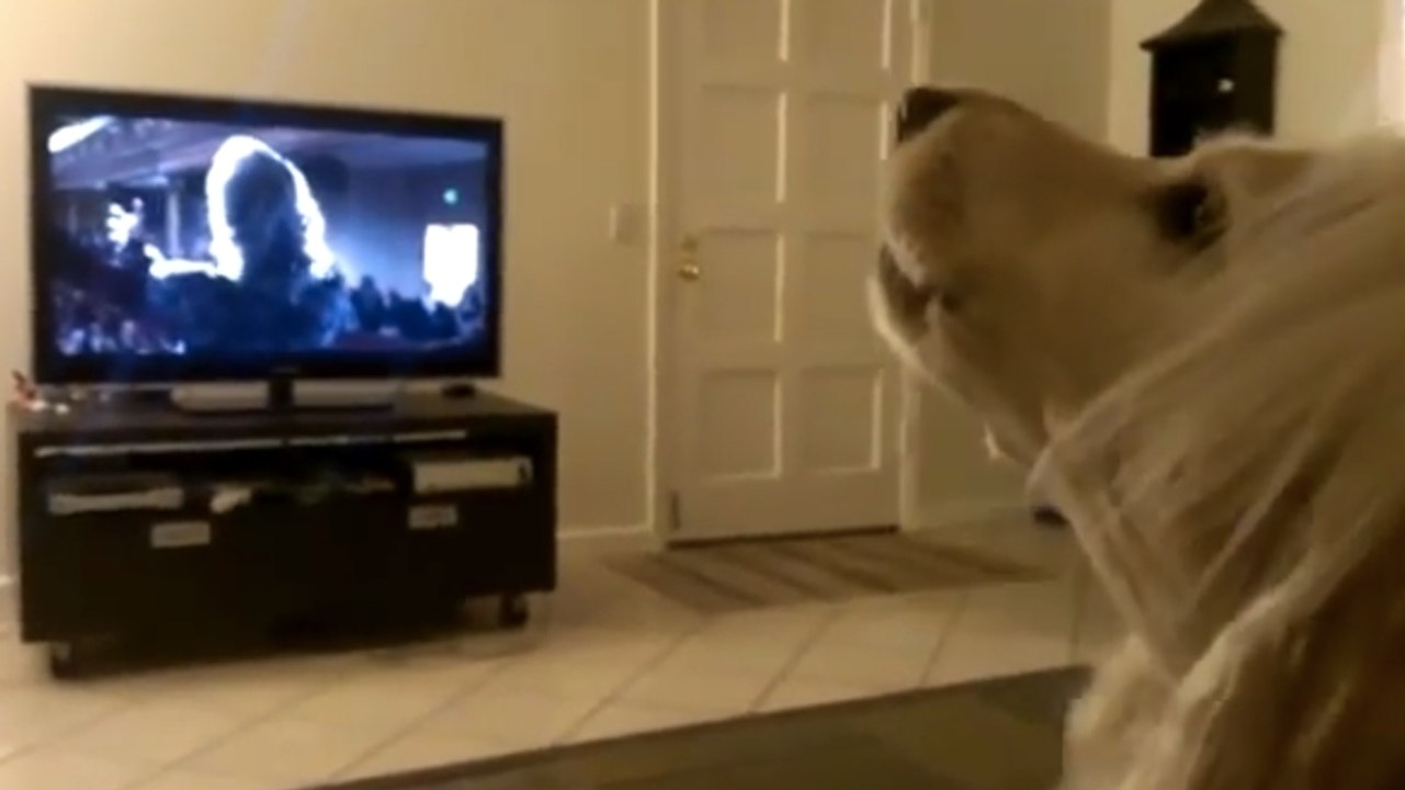 Un chien fait ses vocalises devant la télévision. Découvrez son adorable performance