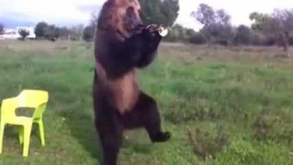 Ces animaux ont le rythme dans la peau. Regardez les danser