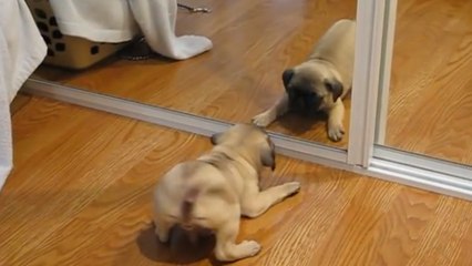 Ce chiot vient de découvrir son reflet. Et sa réaction va vous faire craquer
