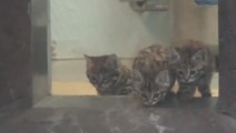 Ces chatons d’une espère rare découvrent la vie. Ils sont trop mignons
