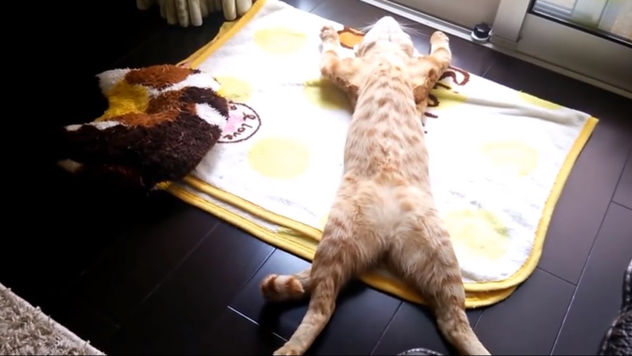 Ce chat a une manière étonnante de se détendre ! Il va vous faire fondre