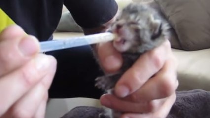 Cet homme généreux sauve un chaton abandonné dans une poubelle et le nourrit. Une histoire bouleversante