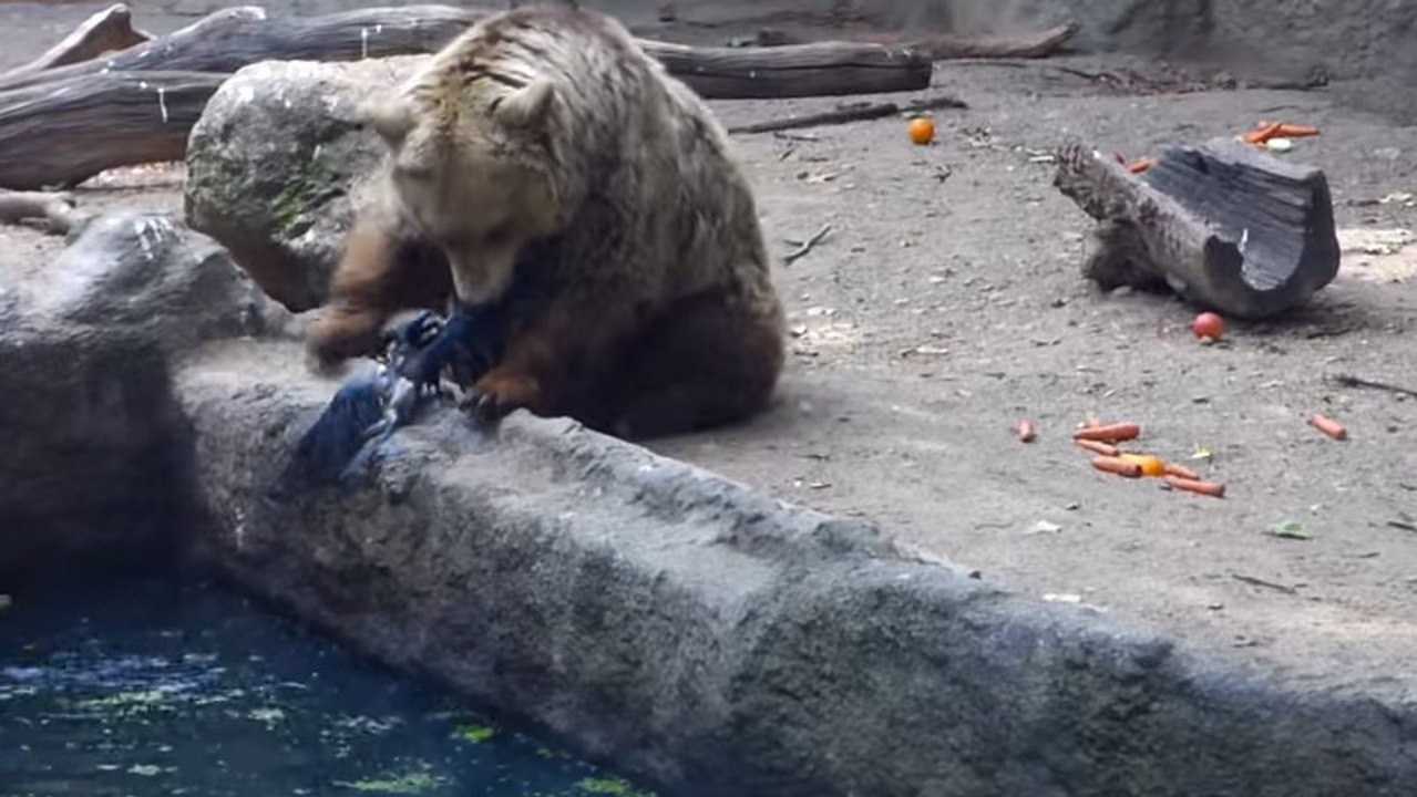 Cet ours a sauvé la vie d'une corneille qui était en train de se noyer. Un geste incroyable