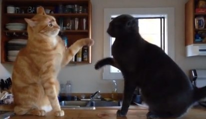 Ces chats adorent se donner mutuellement des claques. Découvrez leur drôle de petit jeu