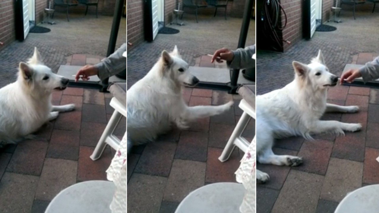Ce chien lutte contre le tabagisme. Vous n'alle...