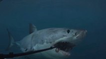 Face à face avec un requin, cet homme va vivre une expérience traumatisante. Découvrez laquelle