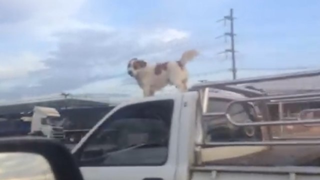 Ce chien se promène d'une drôle de façon. Vous n'allez pas en revenir