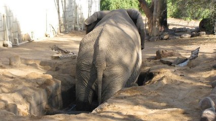 Ces animaux sauvages ont tous été sauvés. Découvrez ces histoires émouvantes