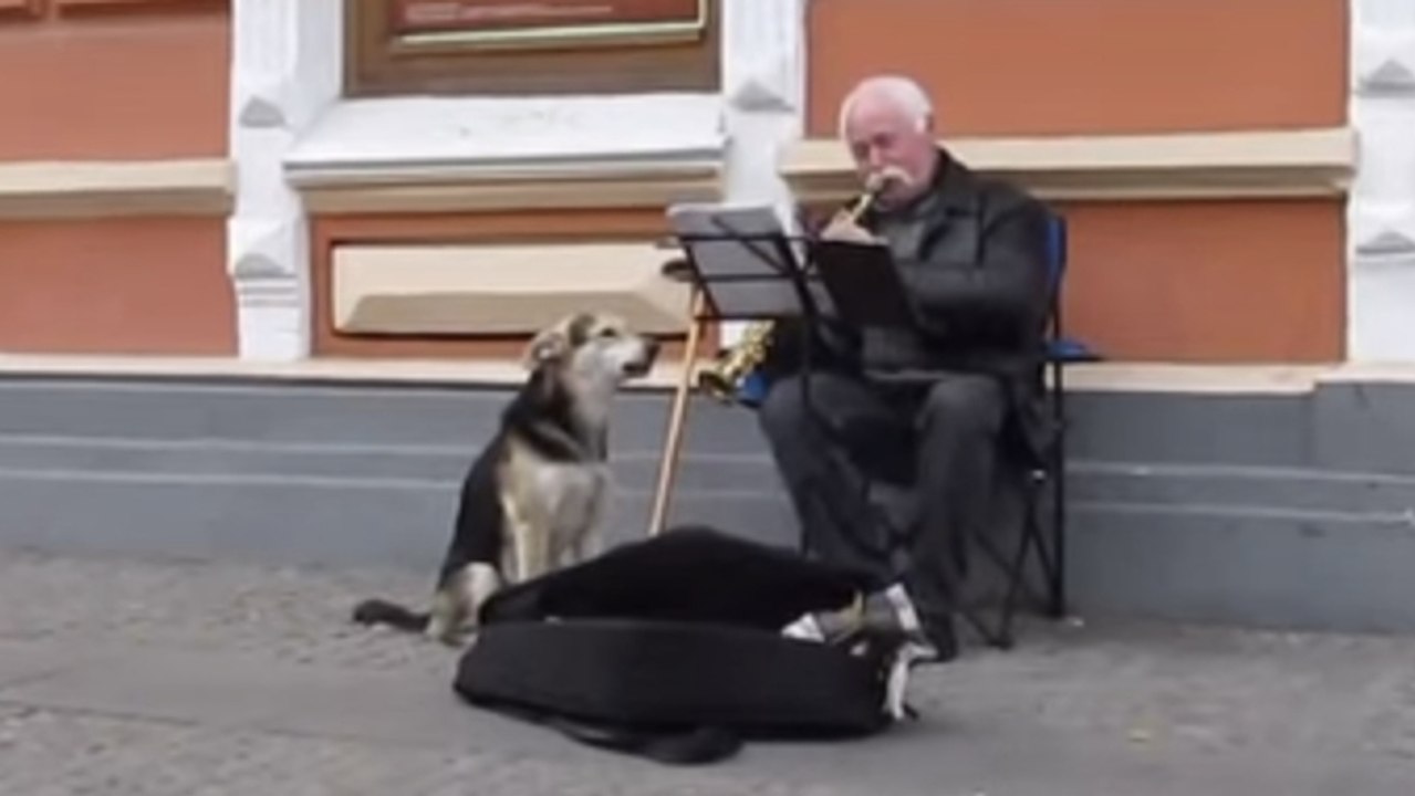 Ce musicien de rue nous offre un spectacle émouvant avec un adorable chien. Vous allez tomber sous leur charme