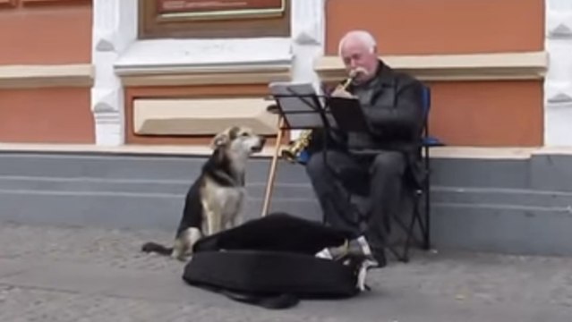 Ce musicien de rue nous offre un spectacle émouvant avec un adorable chien. Vous allez tomber sous leur charme