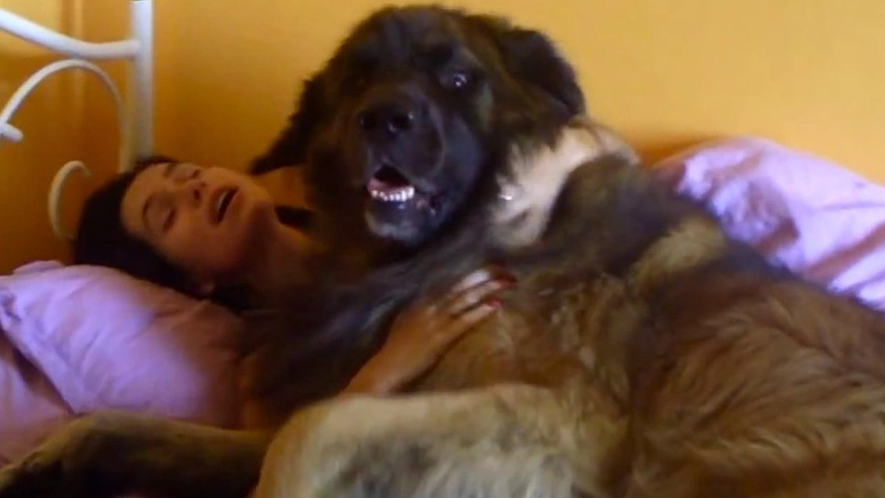 Ces chiens sont les meilleurs réveille-matin du monde. Avec eux, impossible de faire la grasse matinée