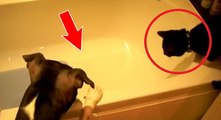 Ce chien veut récupérer son jouet tombé dans la baignoire. Mais il n'a aucune intention de se mouiller