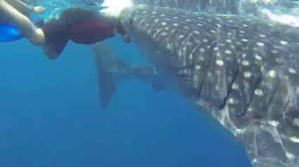 Cette plongeuse a croisé un requin baleine. Mais que s'est-il passé ?