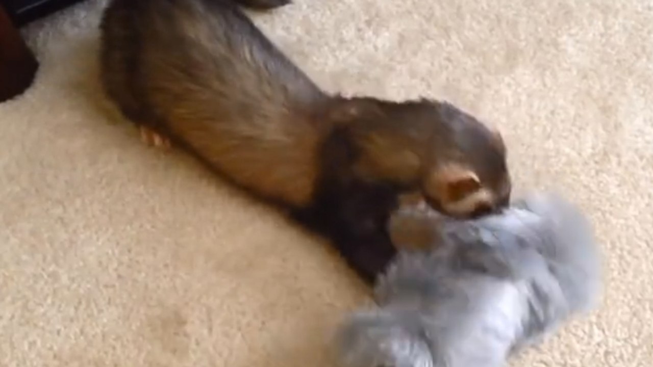 Ce furet est un véritable as du ménage. Regardez plutôt