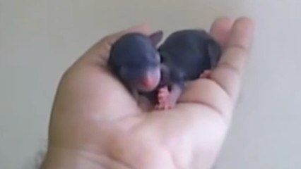 Ce chihuahua vient de naître. Il est si petit que vous allez fondre