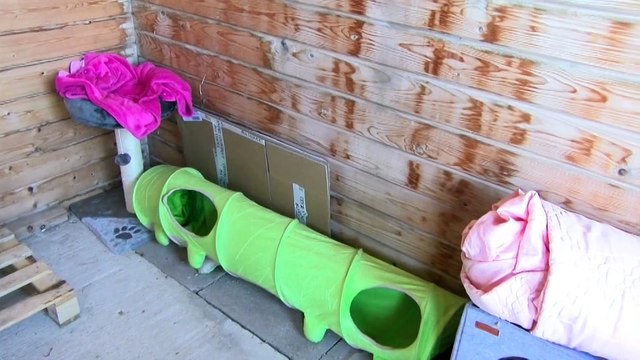 La ville a installé un petit chalet en bois pour acceuillir les chats errants du Jaï