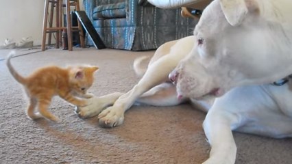 Ce pitbull rencontre un chaton pour la toute première fois. Sa réaction ne se fait pas attendre
