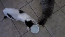 Ce chat déteste partager sa gamelle. Et voilà ce qui arrive quand un autre chat veut manger sa part