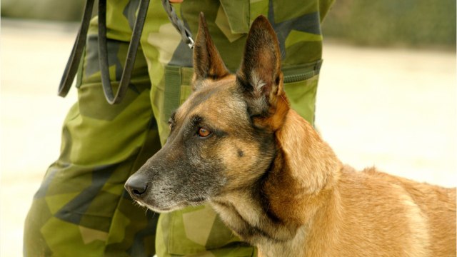 FEMME ACTUELLE - Procès de Nordahl Lelandais : cet évènement insolite qui l'a forcé à quitter l'armée