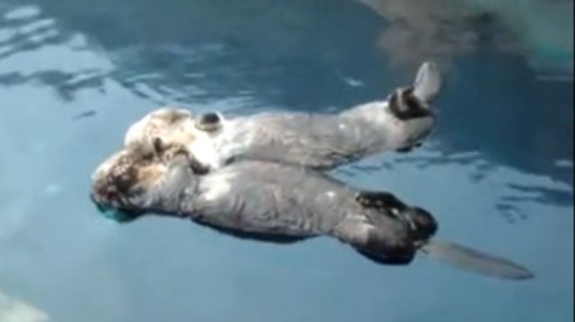 Ces deux loutres se tiennent la main. Une amitié touchante