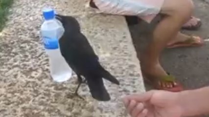 Cette corneille a soif. Et pour se désaltérer, elle a une technique bien à elle