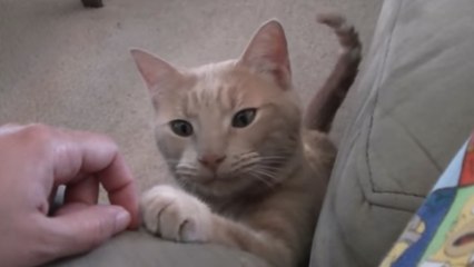 Ce chat très bien élevé demande des caresses. Et il a une manière bien à lui de le faire