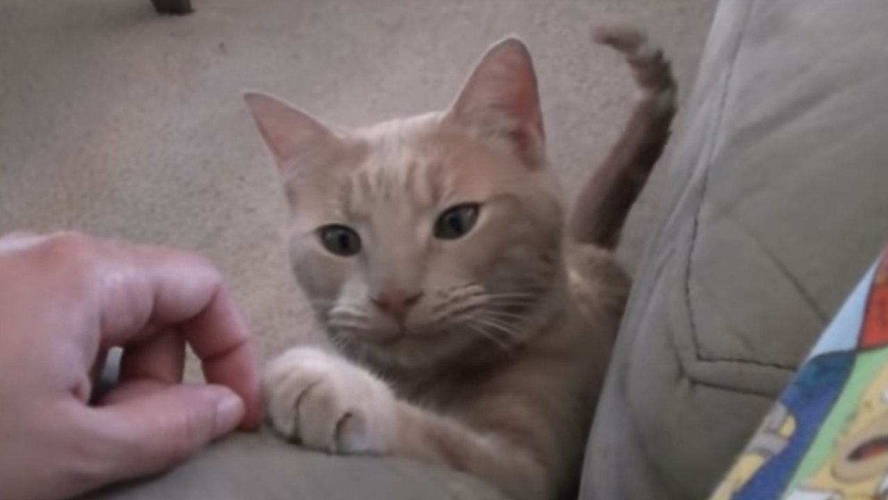 Ce chat très bien élevé demande des caresses. Et il a une manière bien à lui de le faire