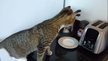 Ce chat ne pensait pas qu'un grille-pain puisse lui faire si peur. Il a été sacrément surpris