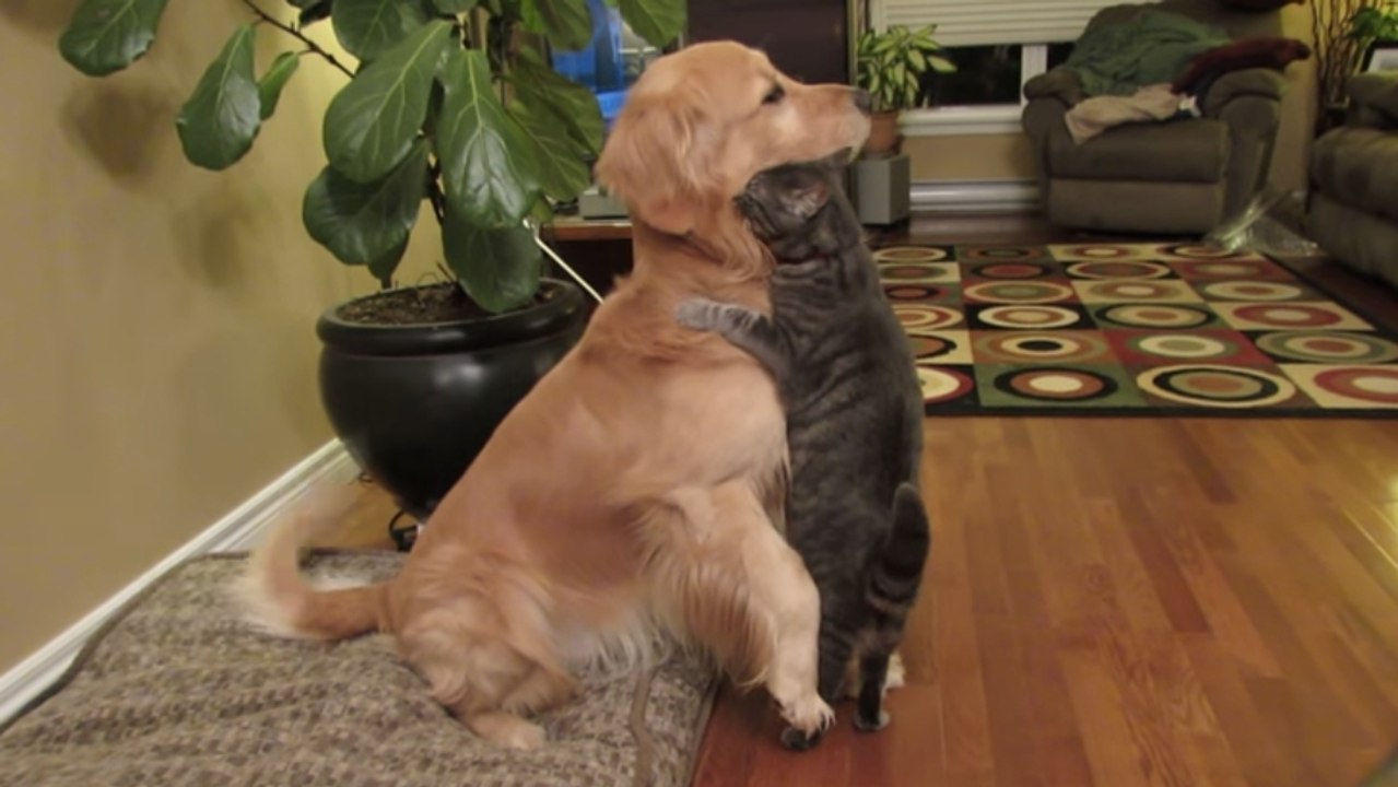 Ce chat attaque ce chien d'une drôle de manière. Vous n'allez pas en revenir