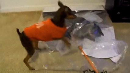 Ce chien veut montrer qu'il est plus fort qu'un chat. Mais rien ne va se passer comme prévu