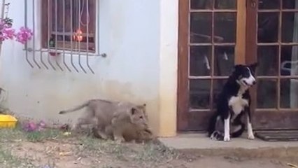 Ce chien va avoir la peur de sa vie. Vous ne devinerez jamais pourquoi