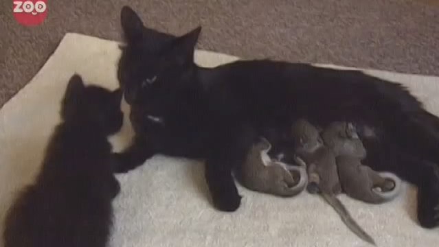 Cette chatte a adopté une portée de bébés écureuils. Et elle se comporte comme une vraie mère avec eux